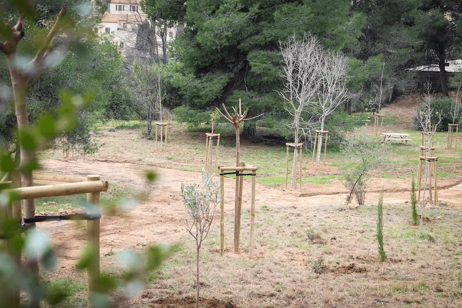 Paseo arbolado que conecta el centro de Onda con el conjunto del Carmen, con árboles nuevos a ambos lados del camino