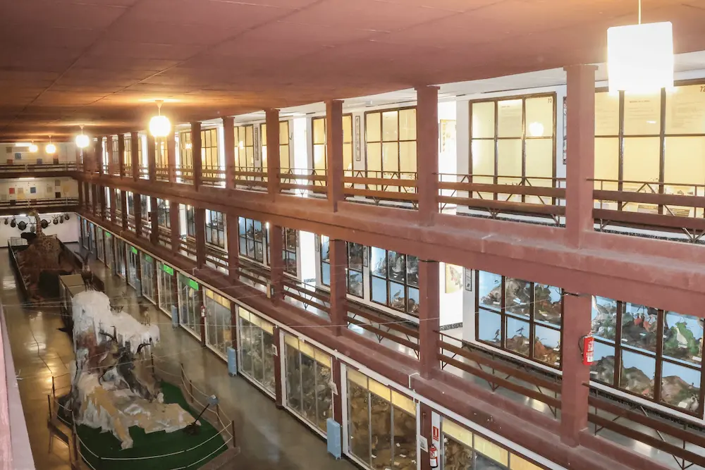 Interior del Museo de Ciencias Naturales El Carmen de Onda visto desde la planta superior, con las tres alturas y las vitrinas de dioramas a ambos lados