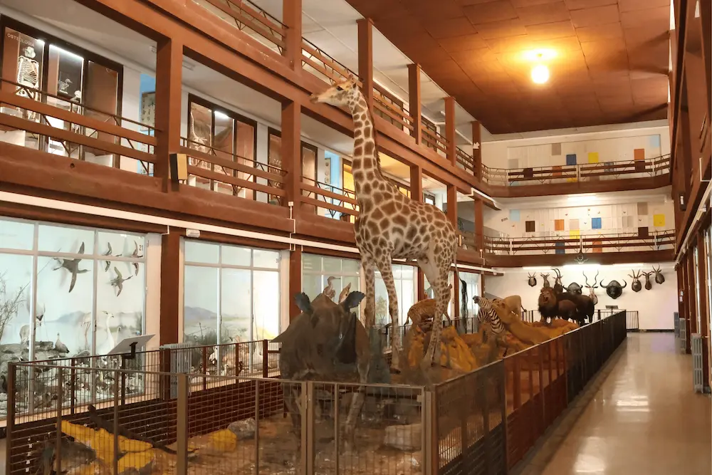 Sala principal del Museo de Ciencias Naturales El Carmen de Onda, con una jirafa disecada y dioramas de fauna africana en primer plano