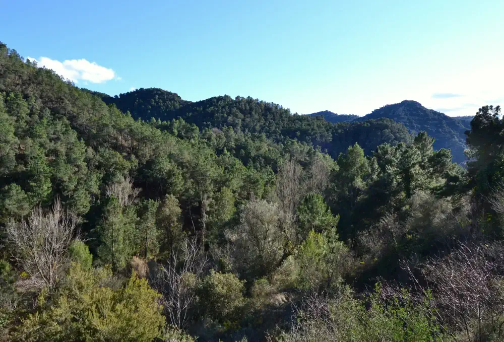 Bosque de alcornoques del Parque Natural Sierra de Espadán